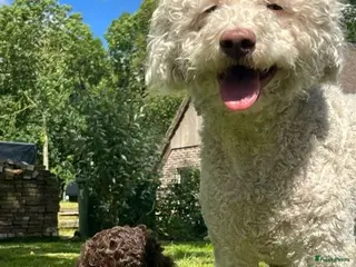 Lagotto Romagnolo honden Prachtige Lagotto Romagnola pups - Advertentie 6