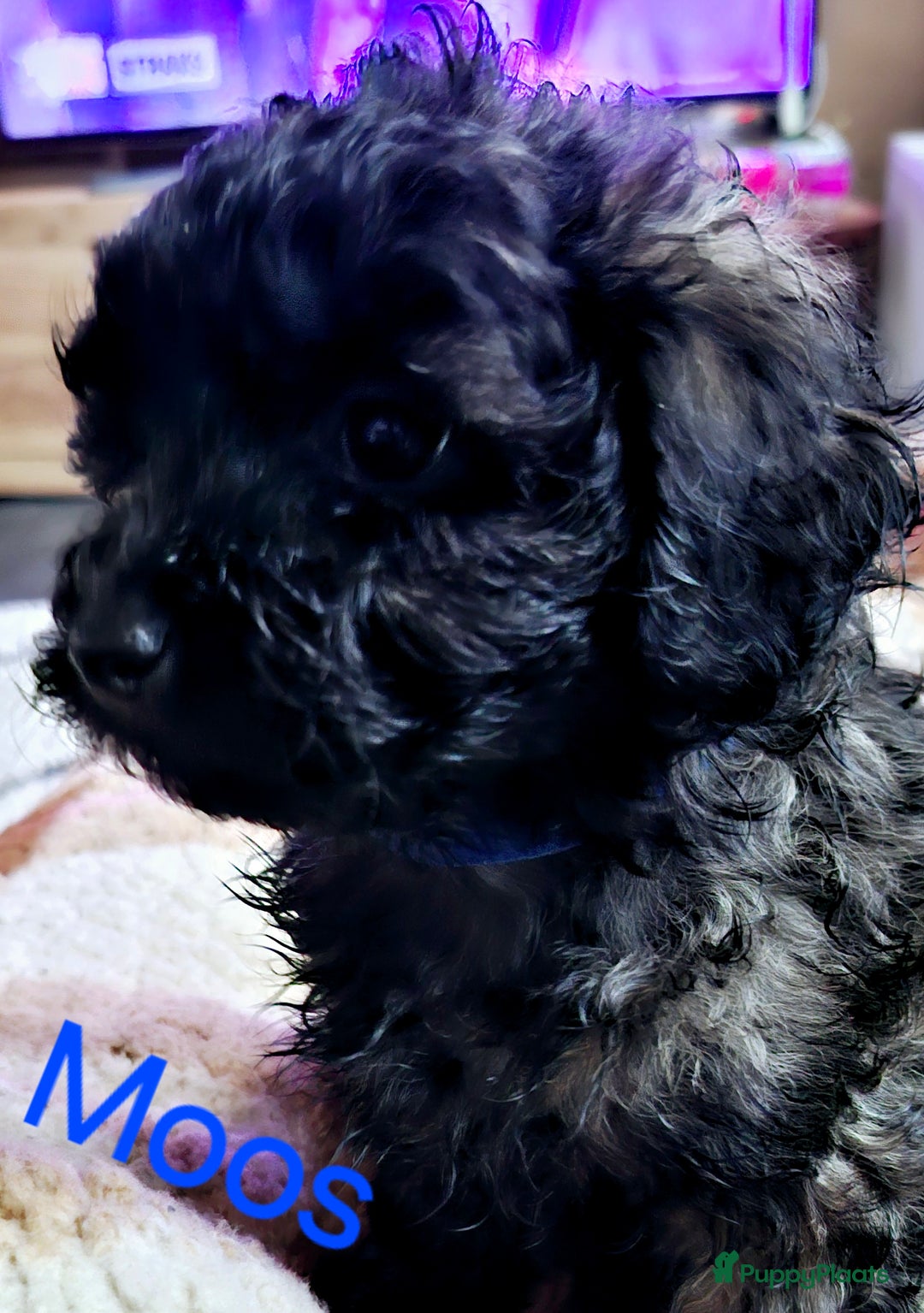 Maltipoo honden te koop: Maltipoo - Advertentie 11