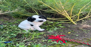 Engelse Springer Spaniel honden Engelse springer spaniël pup - Advertentie 7