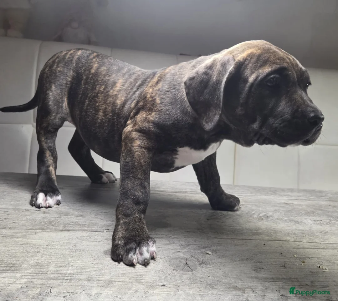 Amerikaanse Bully honden te koop: ABKC XL Meets DBKC XXl - Advertentie 6