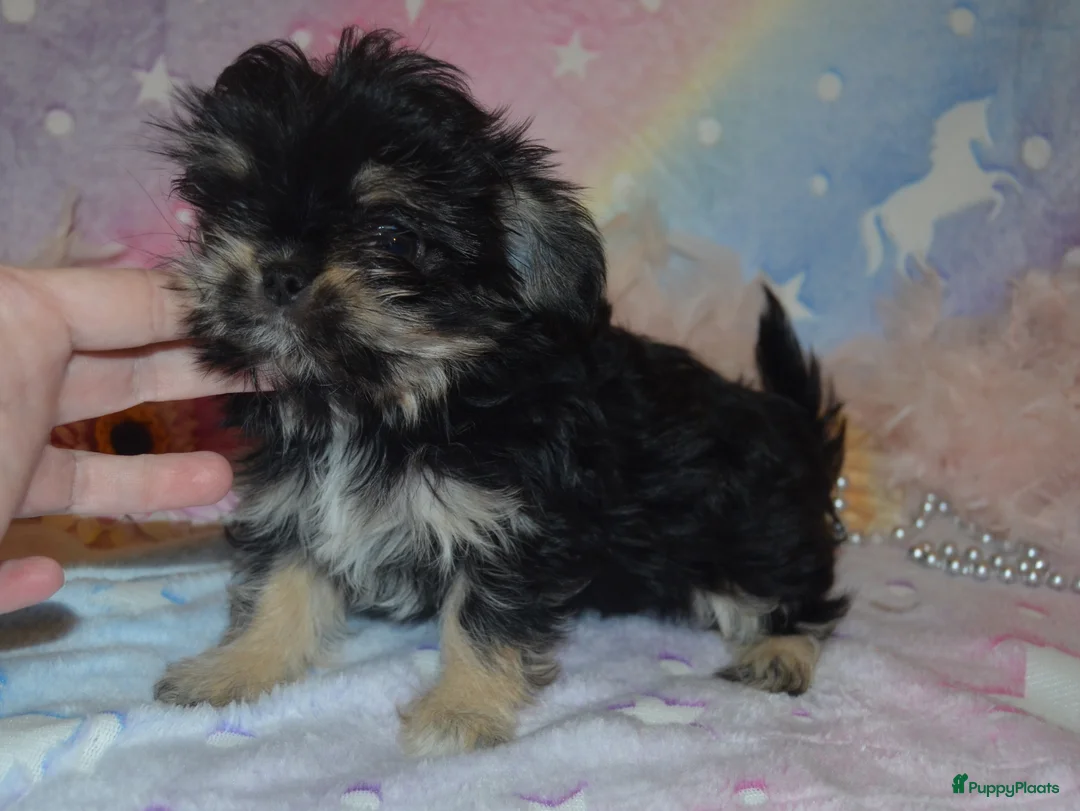 Kruising honden te koop: Mini Malchi / Mini Boomertje teefje Black & Tan  - Advertentie 7