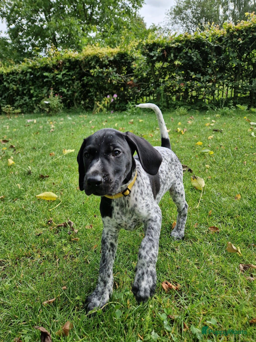 Duitse Staande Hond Korthaar honden te koop: Zindelijke DSK pups met stamboom  in Gelselaar - Afbeelding 4