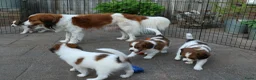 Kooikerhondje honden te koop: Raszuivere Kooikerpups - Advertentie 6