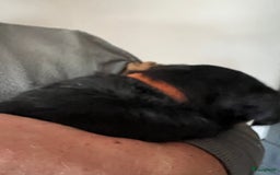 Rottweiler honden te koop: Prachtige super knappe puppy’s  in Haps - Afbeelding 23