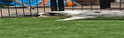 Australian Shepherd honden te koop: Prachtige Australian Shepherd puppy's geboren! - Advertentie 18