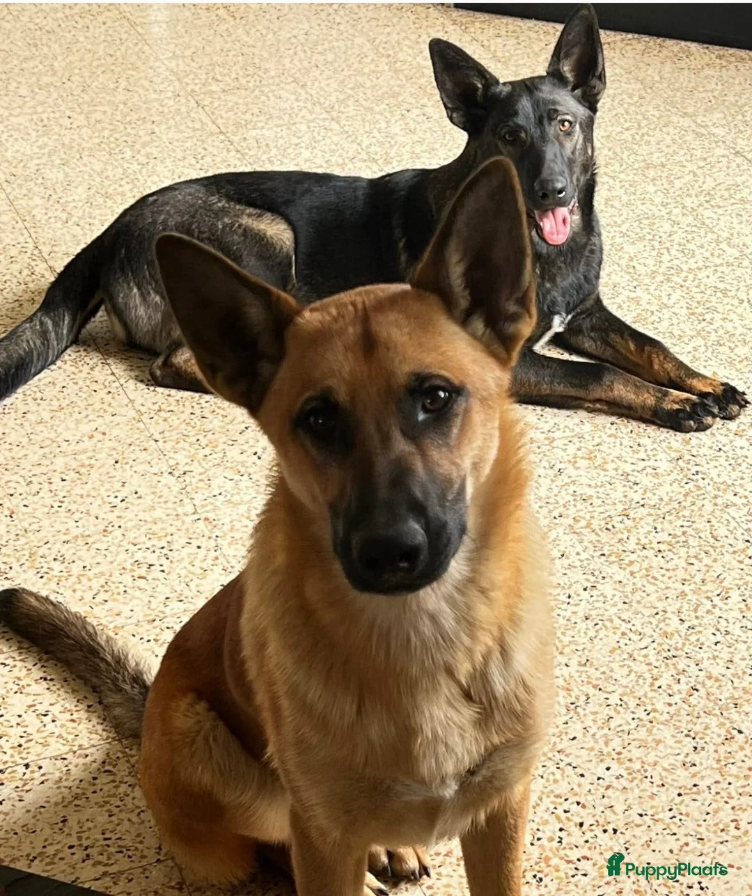 Mechelse Herder honden te koop: Mechelse Herders.Reu en Teef .. 3 jaar - Advertentie 1