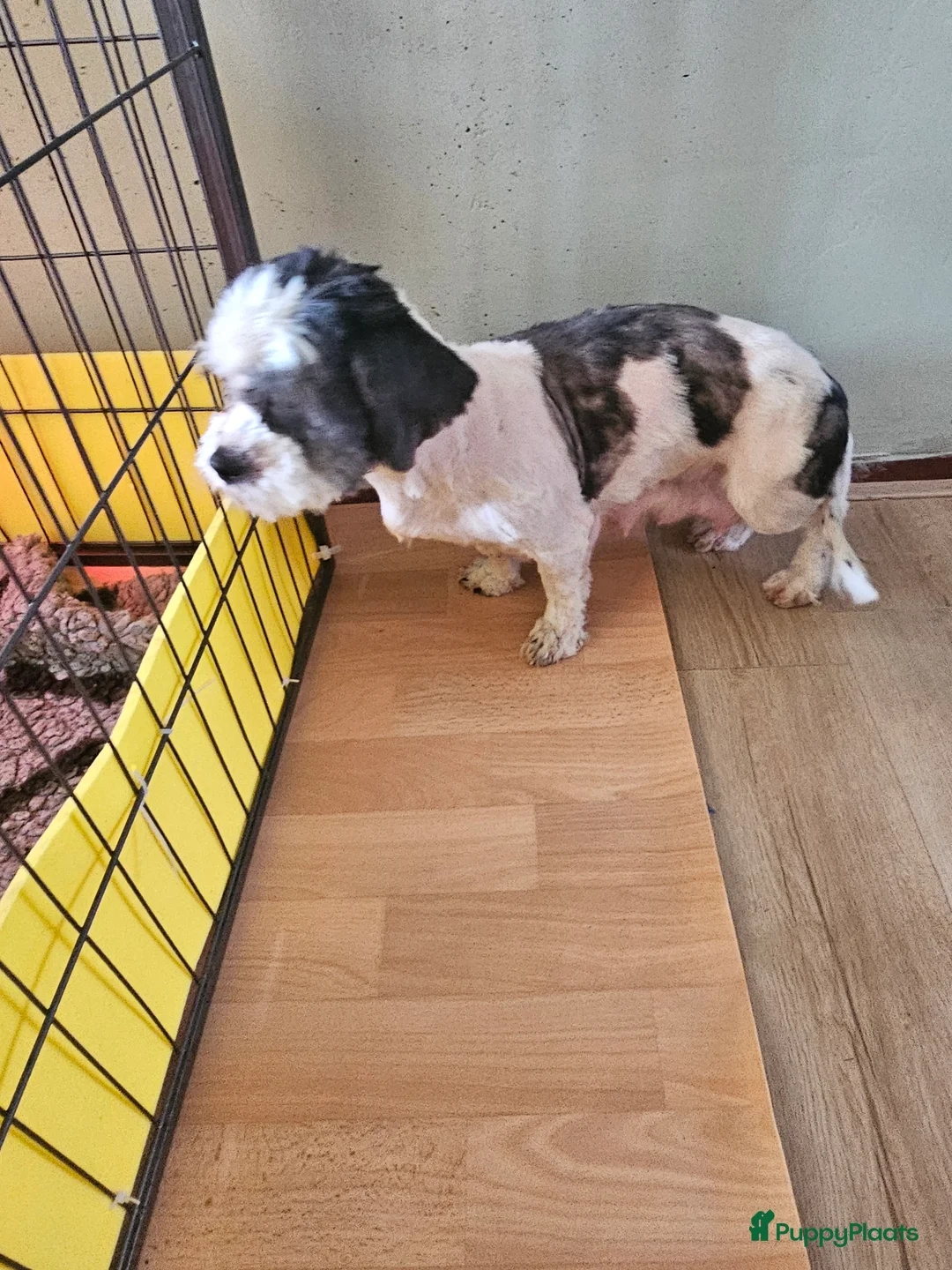 Kruising honden te koop: Boomer pups - Advertentie 3