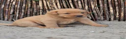 Labrador Retriever honden te koop: Super leuke labrador pups! - Advertentie 16