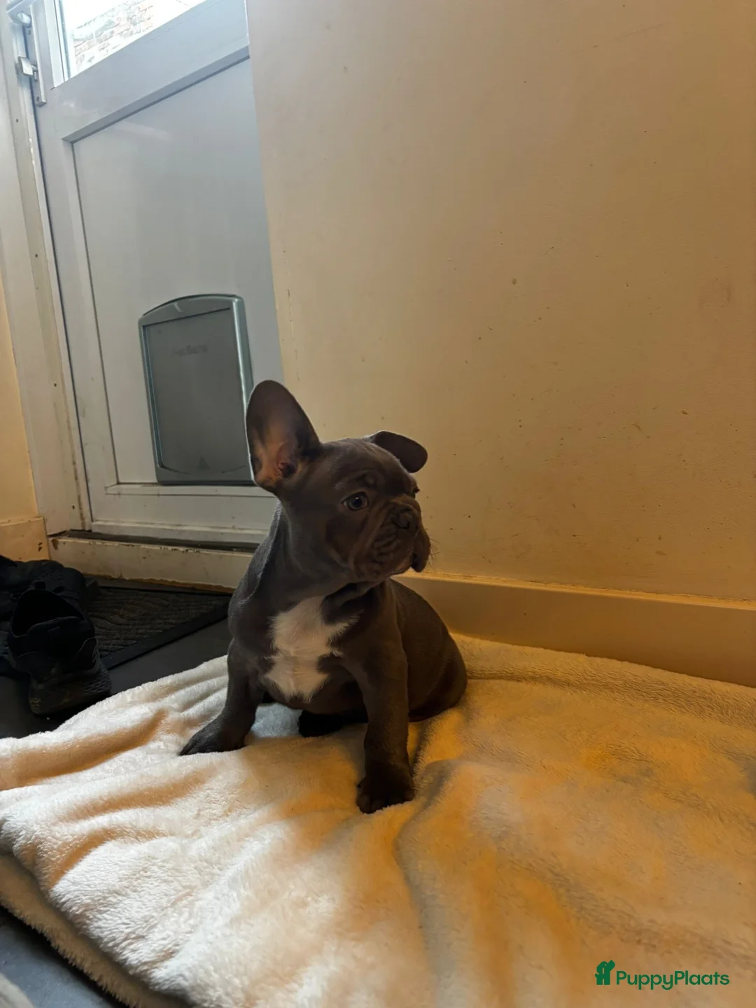 Franse Bulldog honden te koop: Prachtige Franse Bulldogs puppy’s  - Advertentie 4