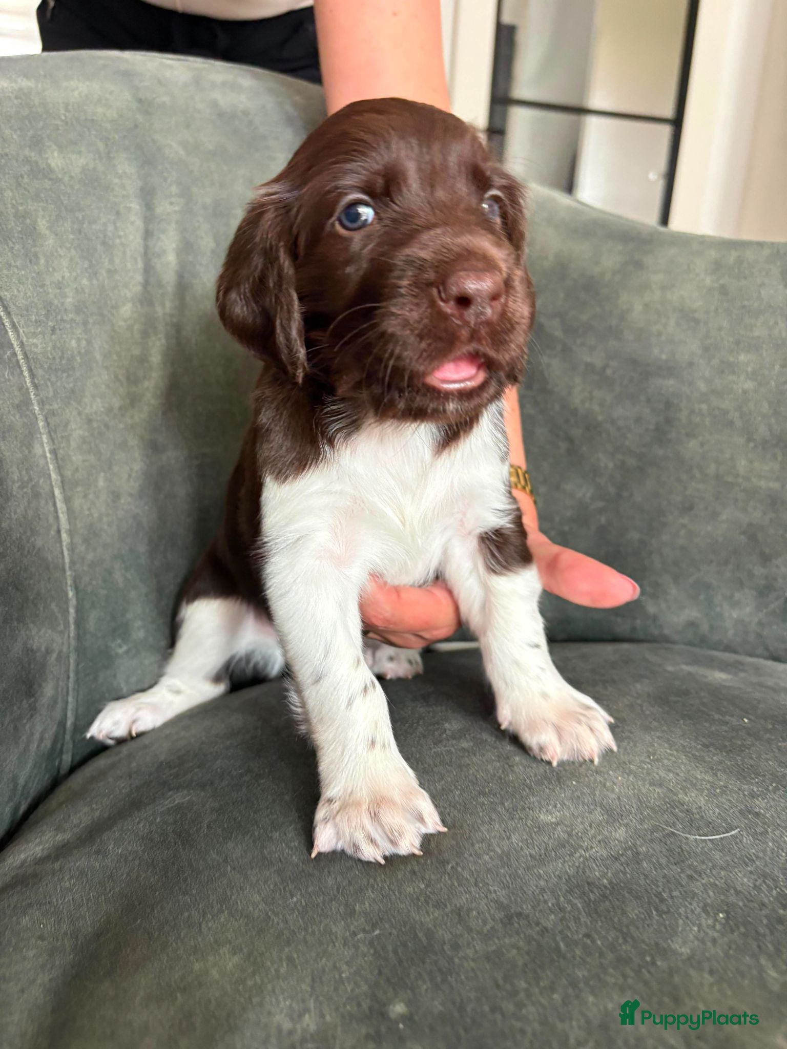 Heidewachtel honden Prachtige Heidewachtel puppy's aangeboden - Advertentie 2