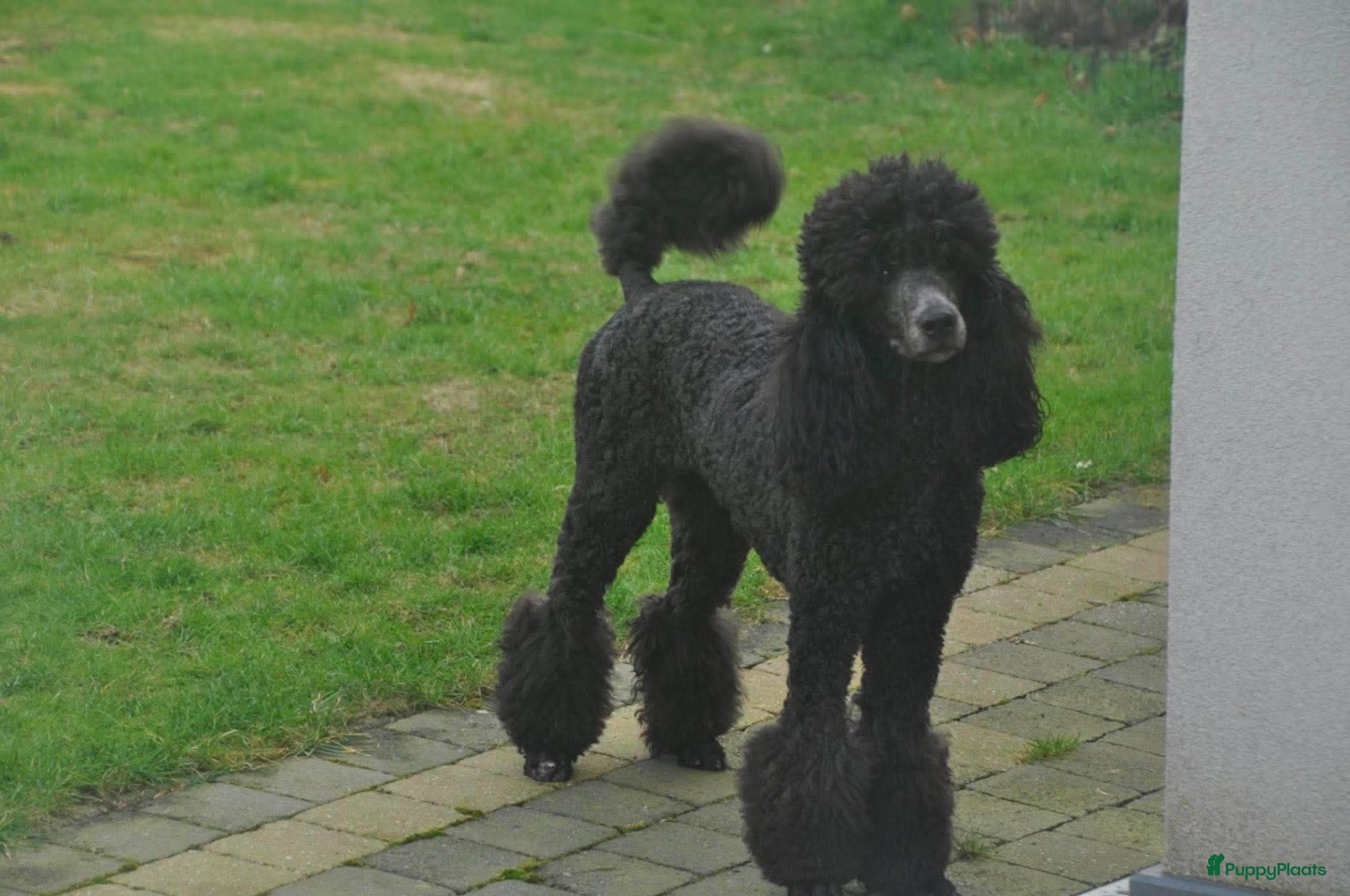 Labradoodle honden Lieve labradoodle pups  - Advertentie 14