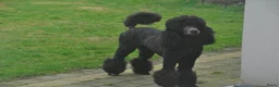 Labradoodle honden te koop: Lieve labradoodle pups  - Advertentie 1