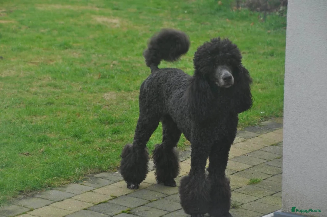 Labradoodle honden te koop: Lieve labradoodle pups  - Advertentie 1