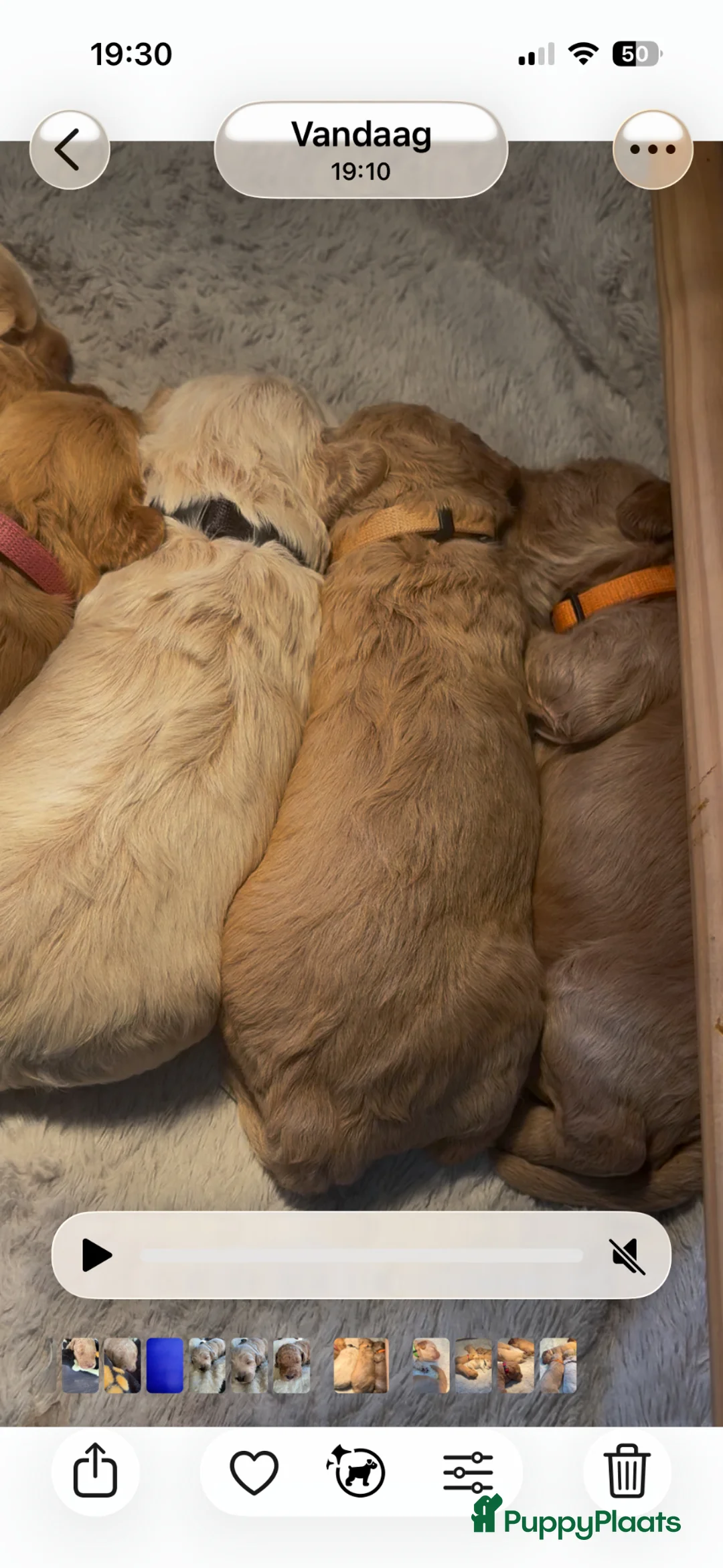 Australian Labradoodle honden te koop: Australian Labradoodle Puppy's - Advertentie 2