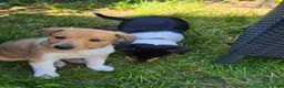 Schotse Herdershond korthaar honden te koop: Schotse herdershond korthaar pups - Advertentie 10