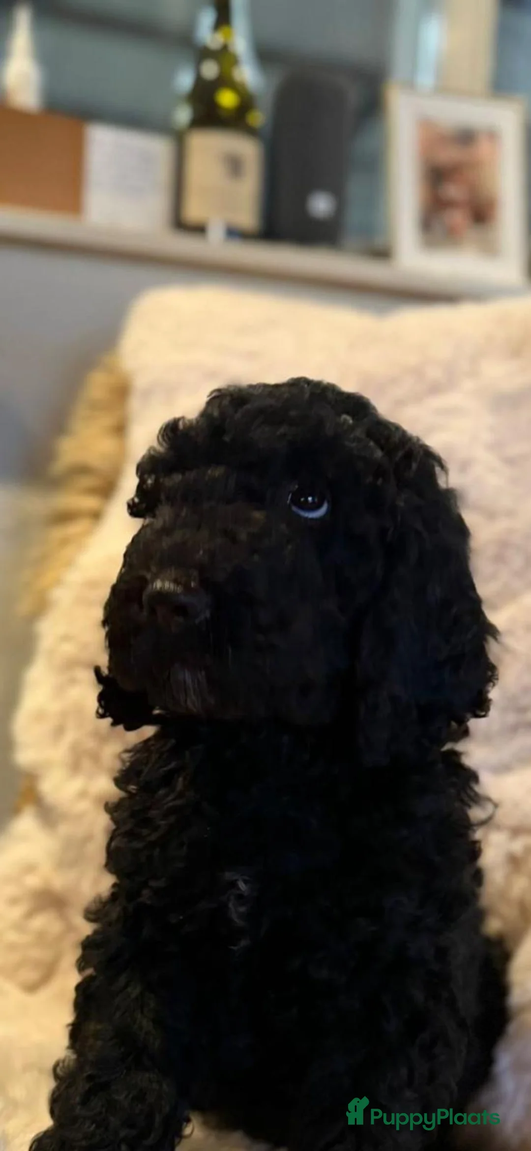 Kruising honden te koop: Middenslag golden doodles van dierenarts te koop - Advertentie 1