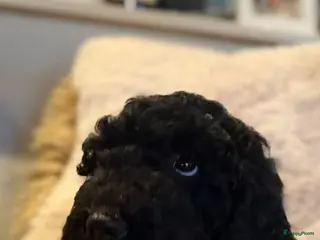 Kruising honden Middenslag golden doodles van dierenarts te koop - Advertentie 5