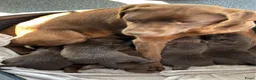Labrador Retriever honden te koop: Prachtige bruine Labrador pups te koop  - Advertentie 4