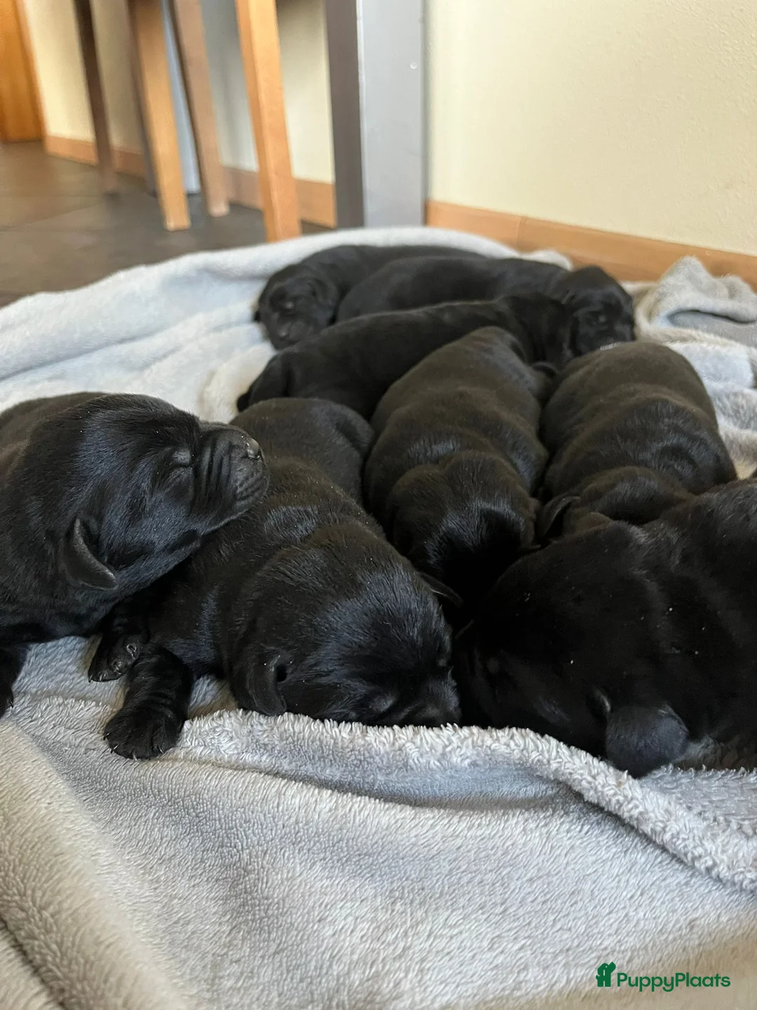 Labrador Retriever honden te koop: Labrador Retriever pups - Advertentie 9