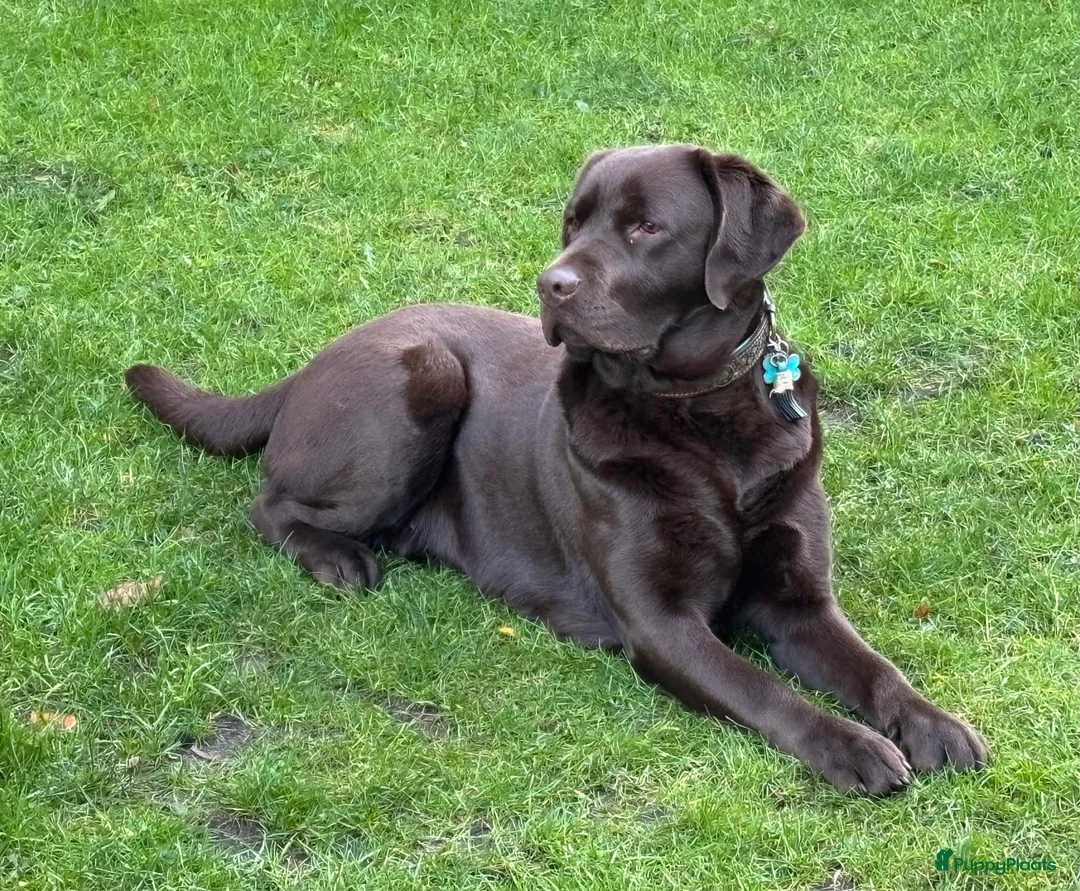 Labrador Retriever honden te koop: Nestaankondiging choco Labrador pups - Advertentie 8