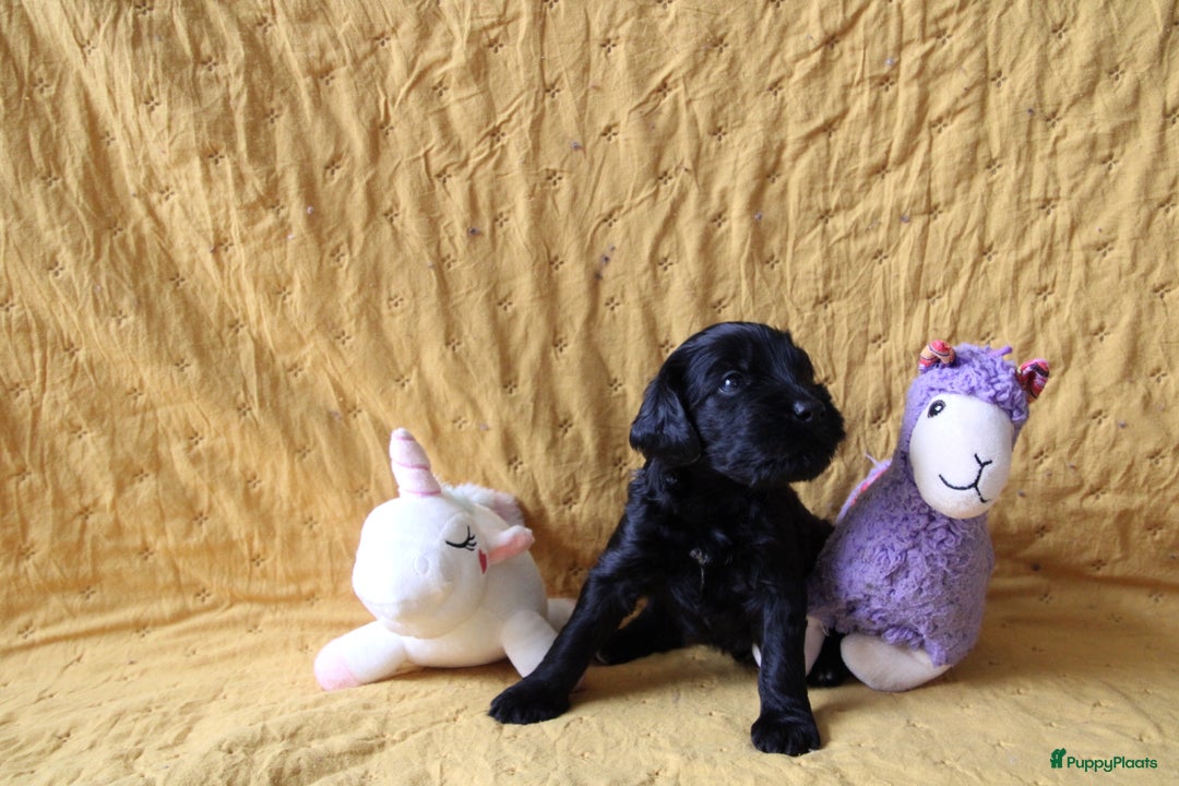 Barbet honden te koop: Barbet puppy’s geboren - Advertentie 5