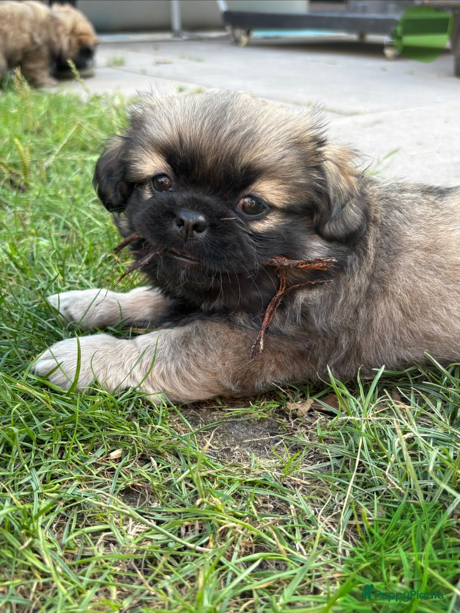 Tibetaanse Spaniel honden Tibetaanse spaniël pups  - Advertentie 1