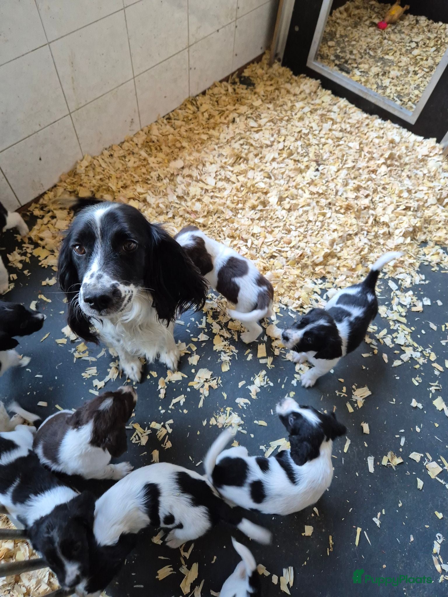 Engelse Springer Spaniel honden Engelse springer spaniel pupjes - Advertentie 2