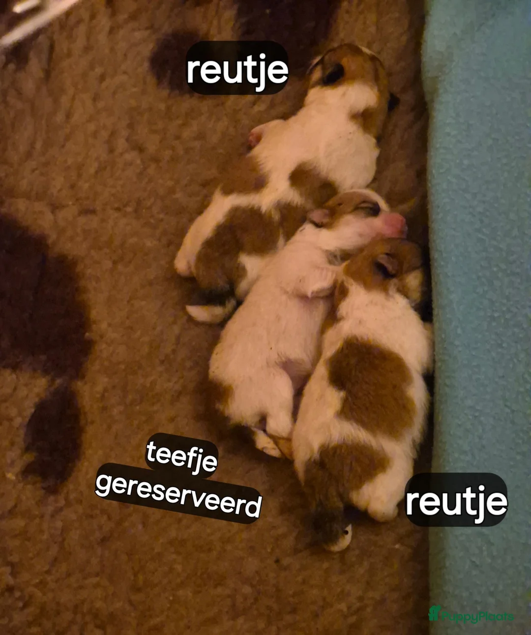 Pomeriaan honden te koop: 3 bonte pups geboren. - Advertentie 2