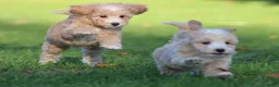 Maltipoo honden te koop: Knappe Maltipoo pups. - Advertentie 14