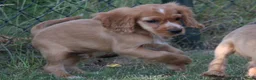 Kruising honden te koop: Leuke Kruising Engelse Cocker Spaniel pups reutjes - Advertentie 5