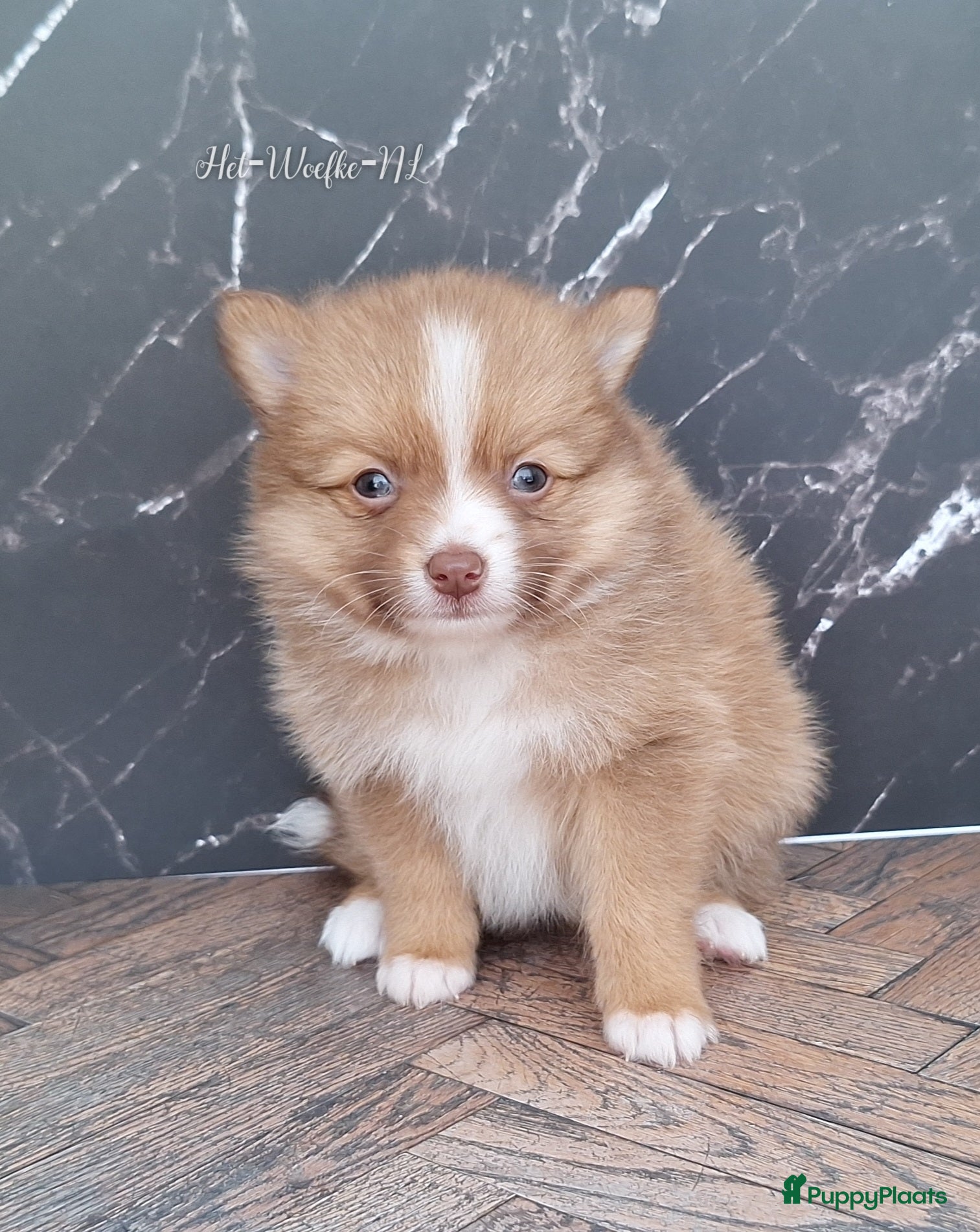 Pomsky honden te koop: Simba 💙 F3b pomsky puppy - Advertentie 3