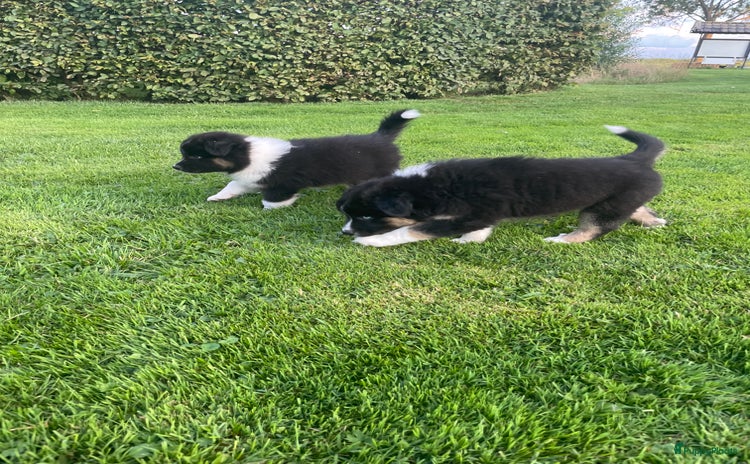 Australian Shepherd honden - Advertentie 1