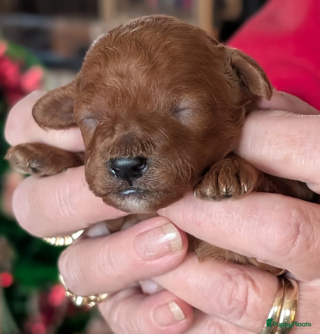 Poedel Toy honden te koop: Toypoedel puppies  - Advertentie 19