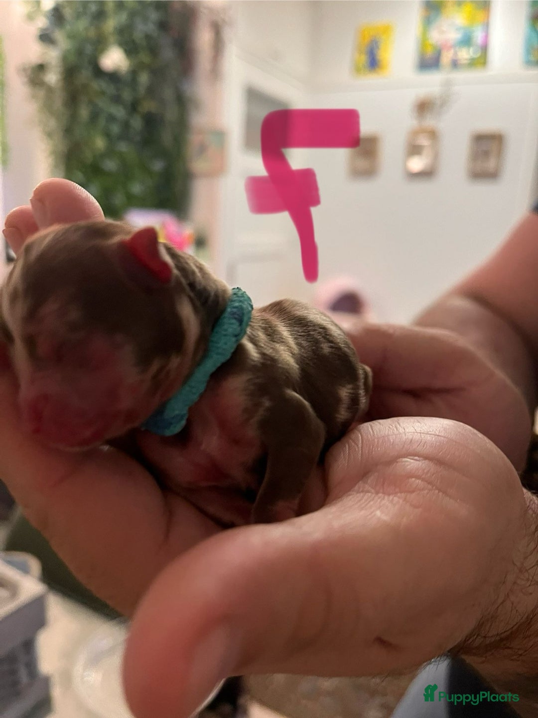 Chihuahua honden te koop: 6 lieve Chihuahua puppy’s - Advertentie 16