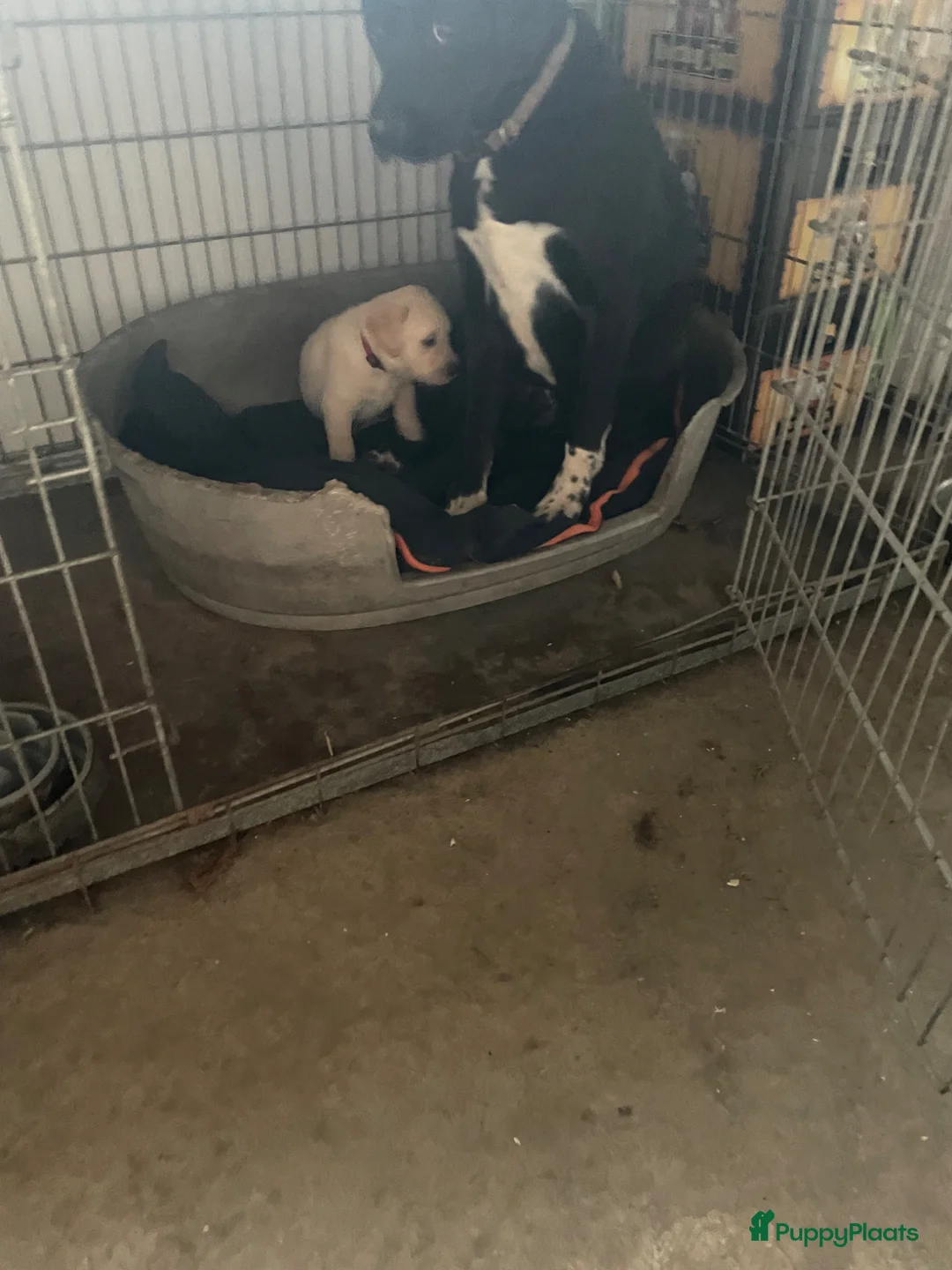 Kruising honden te koop: Puppy’s golden retriever/borador - Advertentie 2