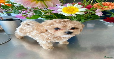 Poedel Toy honden - Advertentie 16