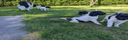 Friese Stabij honden te koop: Onze Donna heeft 6 pups - Advertentie 8