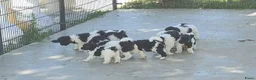Labradoodle honden te koop: labradoodle pups met filmpje - Advertentie 5