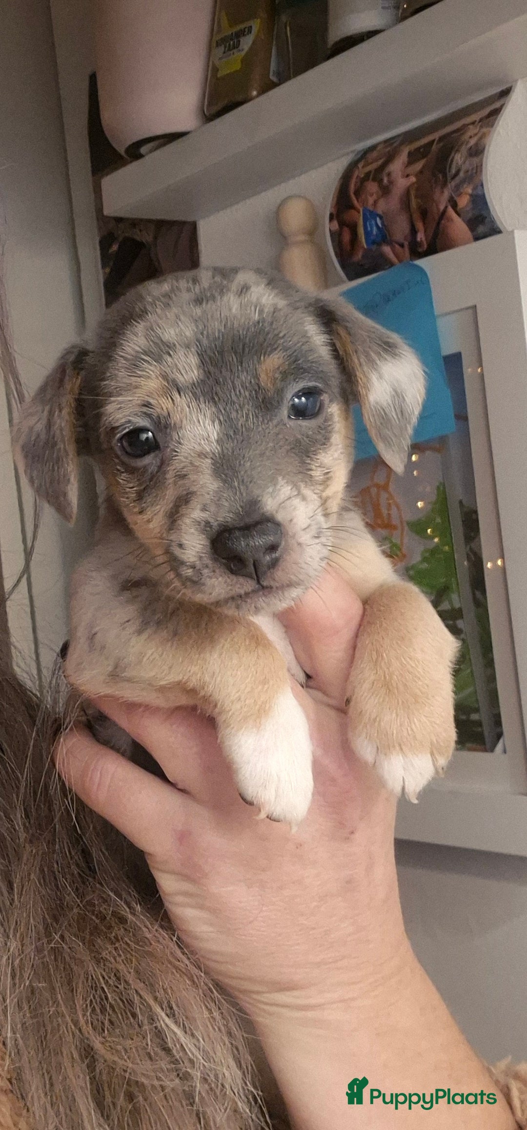 Jack Russel Terriër honden te koop: Nog 2 silver merle.reutjes uit een nestje van 6 ! - Advertentie 3