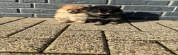Pomeriaan honden te koop: 100% pomeriaan, 4 teefjes uit showlijn. - Advertentie 10