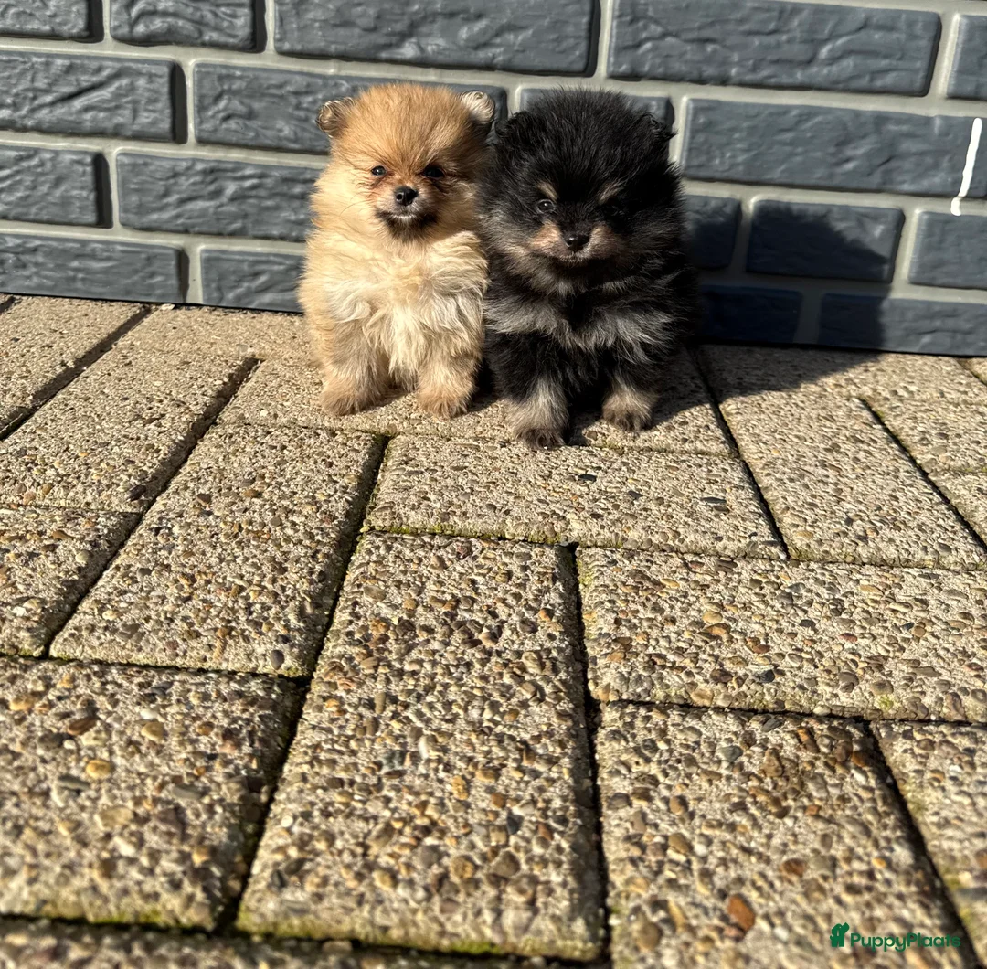 Pomeriaan honden te koop: 100% pomeriaan, 4 teefjes uit showlijn. - Advertentie 10