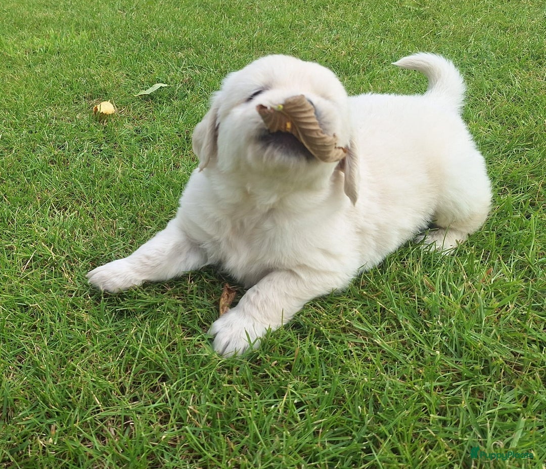 Golden Retriever honden te koop: Prachtige golden retriever pups stamboom  - Afbeelding 2