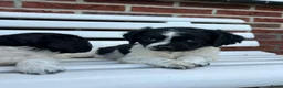 Kruising honden te koop: Friese Stabij pups - Advertentie 11