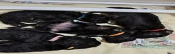 Dwergpoedel honden te koop: Diva heeft mooie 5 Phanton pups gekregen  - Advertentie 5