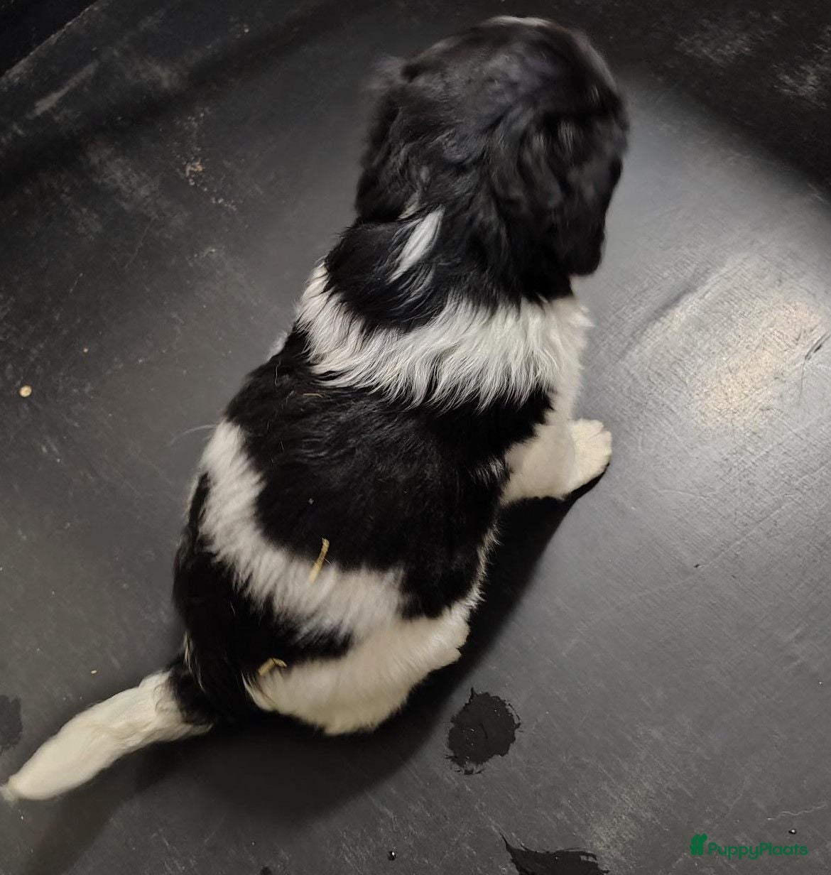 Friese Stabij honden mooie Friese stabijpups - Advertentie 2