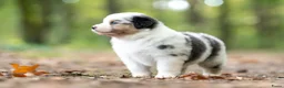 Australian Shepherd honden te koop: Australian shepherd pups - Advertentie 7