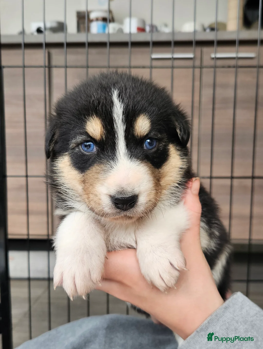 Kruising honden te koop: Prachtige kruising pups - Advertentie 3