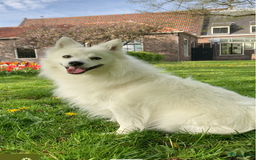 Keeshond honden te koop: Kruising Keeshond X Japanse Spits - Afbeelding 17