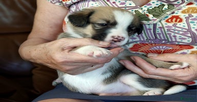 Kruising honden - Advertentie 8