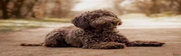 Kruising honden te koop: mini labradoodle pups - Advertentie 7